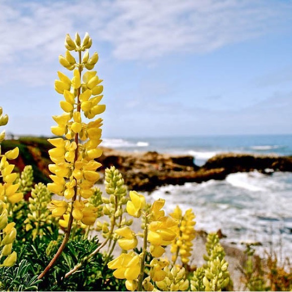 lupine_coast